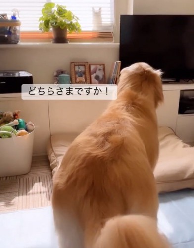 吠える犬