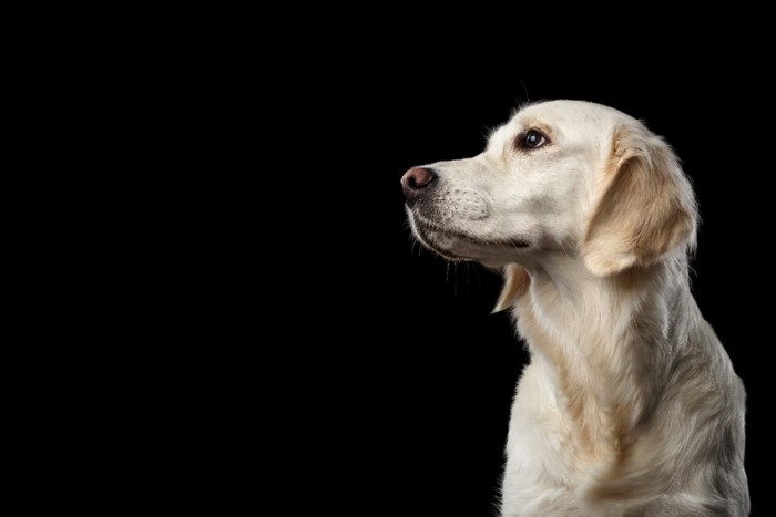 犬の横顔