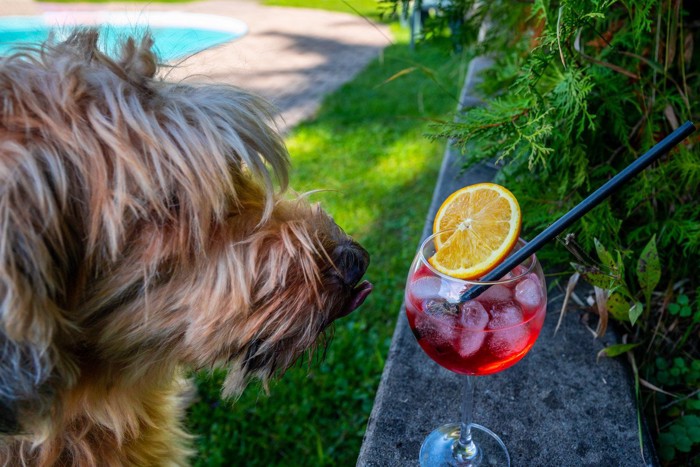 人の飲み物を狙う犬