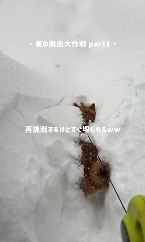 また埋もれそうに…