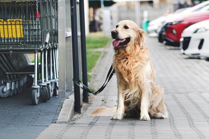 スーパーの店頭に繋がれている犬