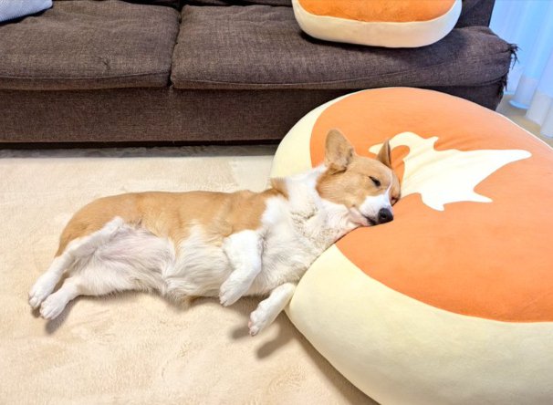 日本地図…？