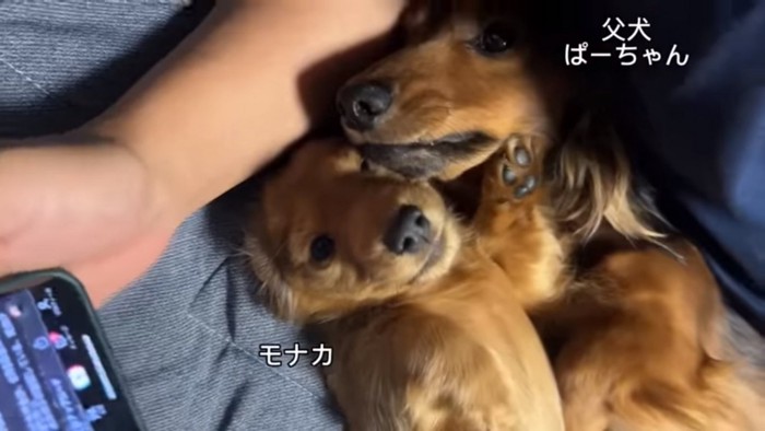 モナカちゃんと父犬