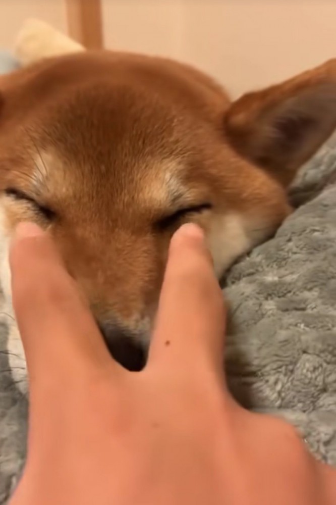 マズルに指を移動させる