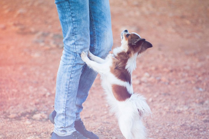 飼い主の膝に二足歩行でタッチする犬