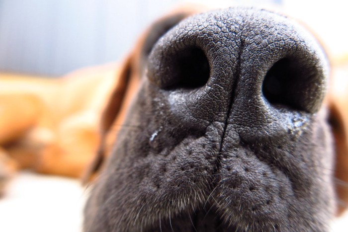 鼻水がついた土佐犬の鼻のドアップ