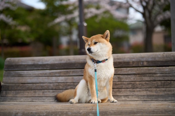 ベンチに座る柴犬