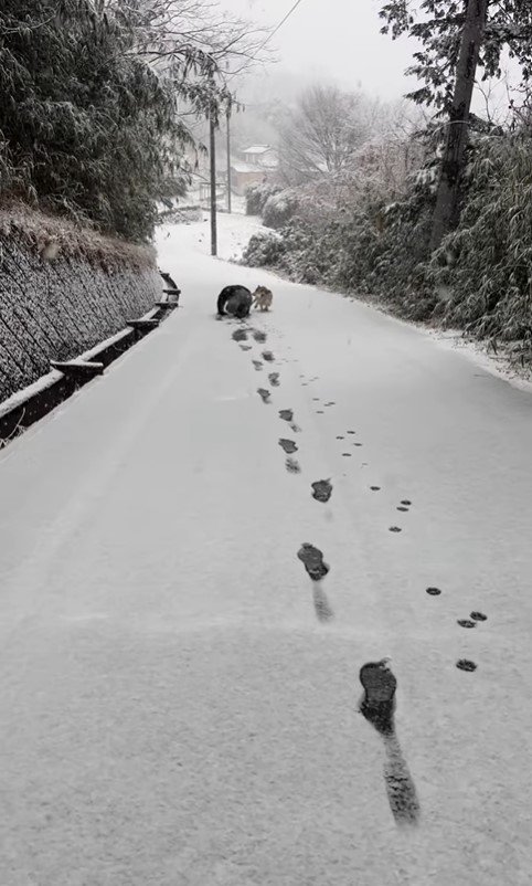 初雪ではしゃぎすぎた結果4