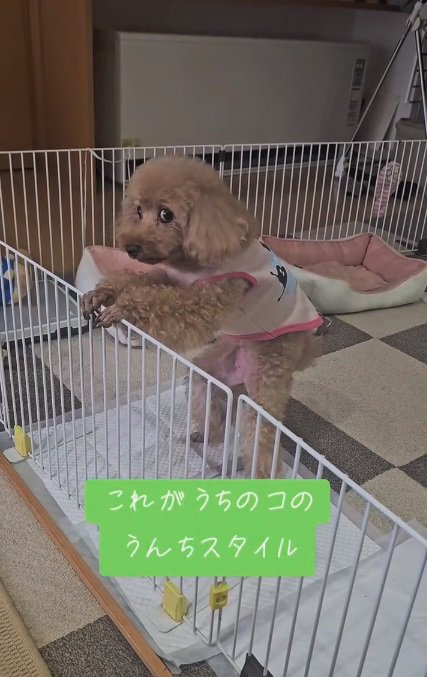 飼い主さんを見るあんこちゃん