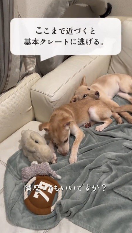 ソファでくつろぐ2頭の犬