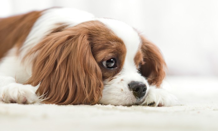 悲しげな表情で伏せている犬
