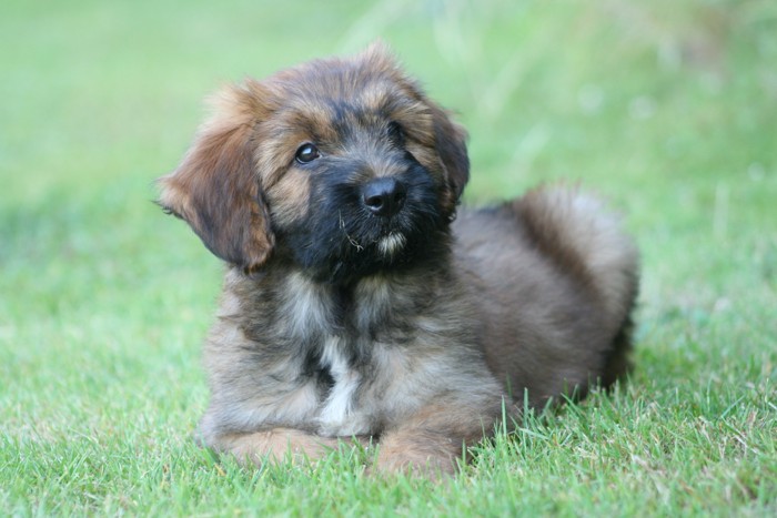 芝生の上に伏せているブリアードの子犬