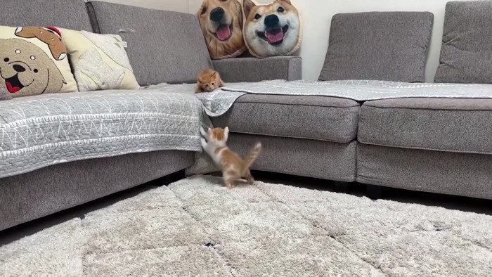 遊び盛りな2匹の子猫
