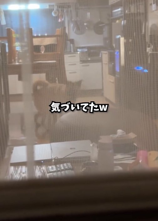部屋から見つめる犬1