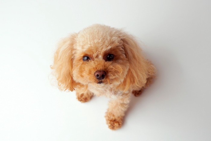 見上げる子犬