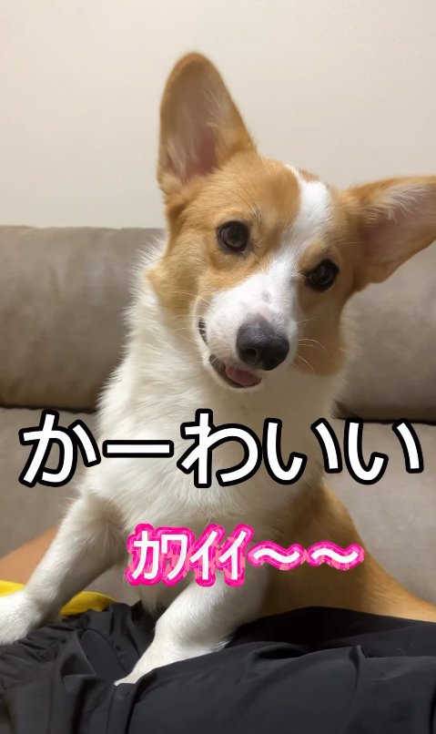 笑顔のコーギー