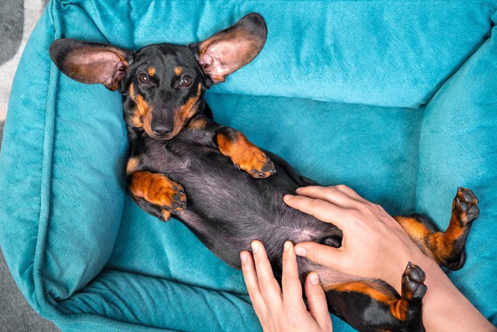 お腹を撫でさせる犬