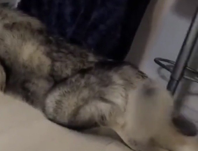 しっぽを振る犬