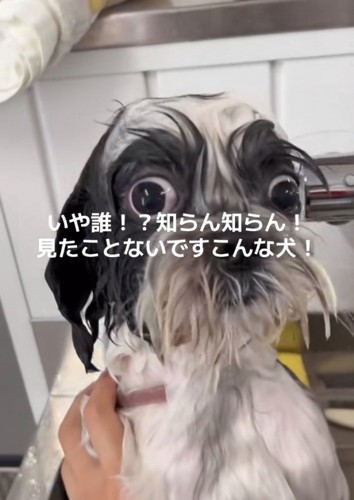 シャンプー後の犬2