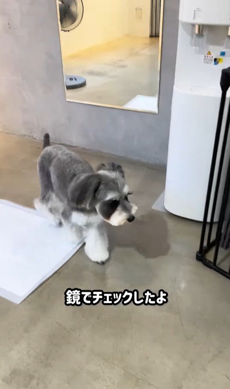 トリミング後のなぎちゃん8