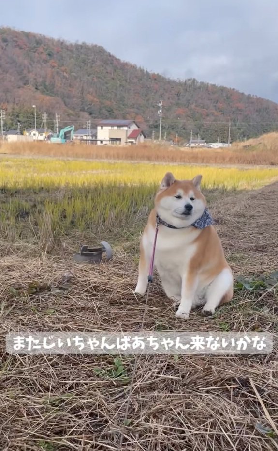 寂しそうな柴雄くん