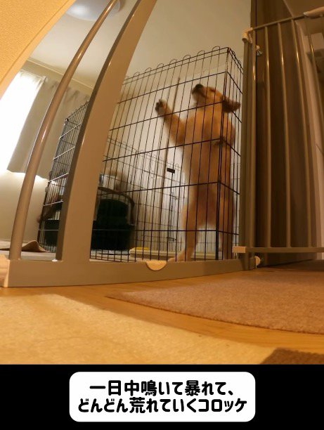 ケージの中で暴れる子犬