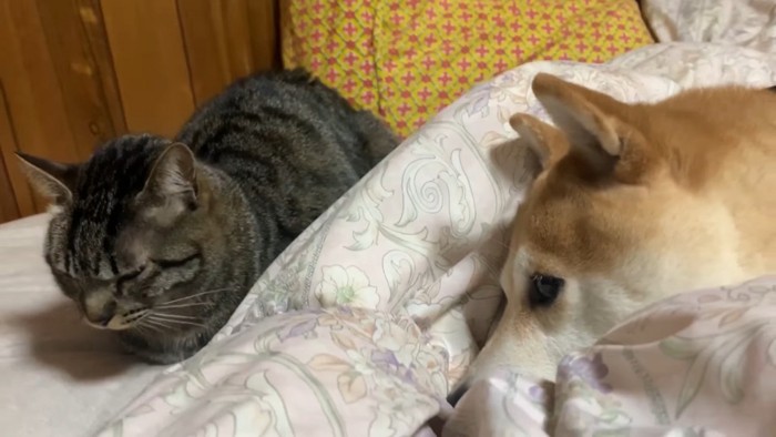 ももちゃんのそばでリラックス