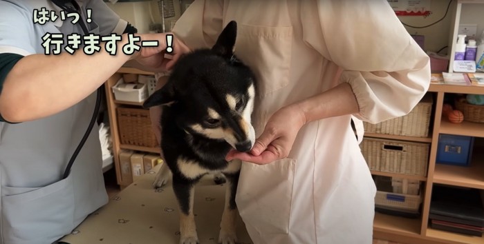 注射を打たれている柴犬