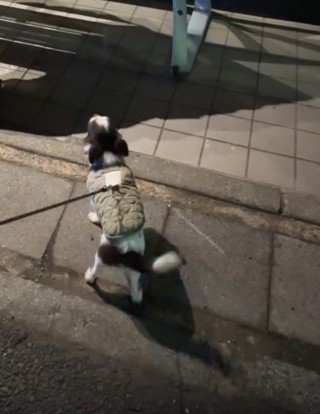 人懐こいわんこが…