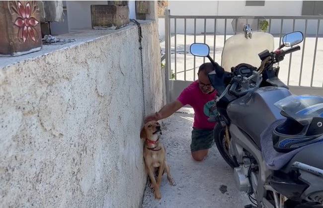 人の手を受け入れる犬