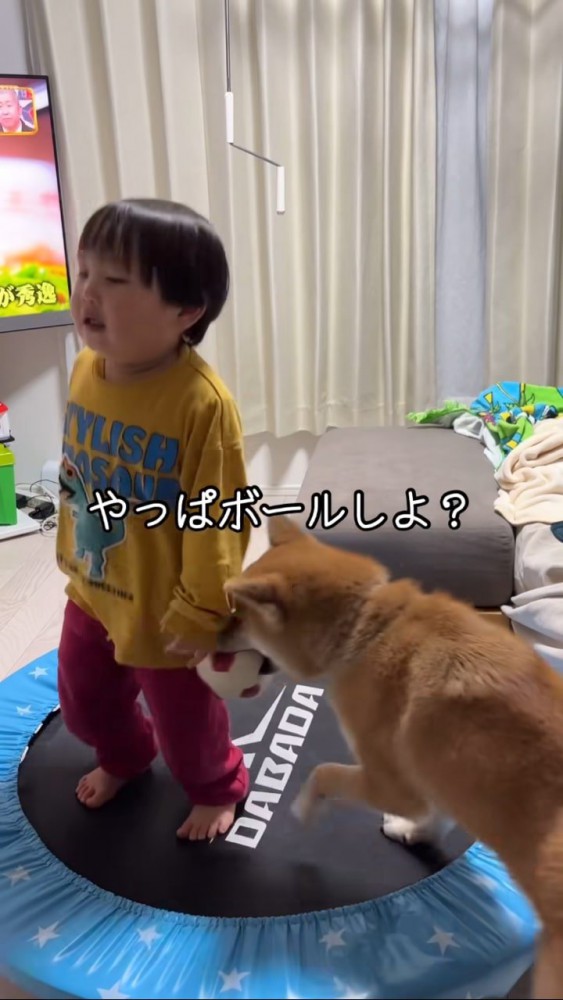 ボールを男の子につきつける柴犬