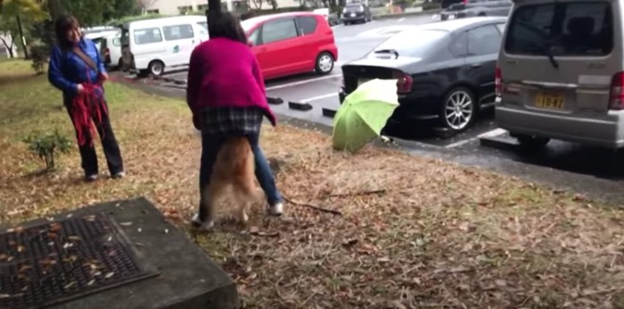 元飼い主さんに飛びつく