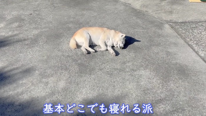 柴犬のあいちゃん