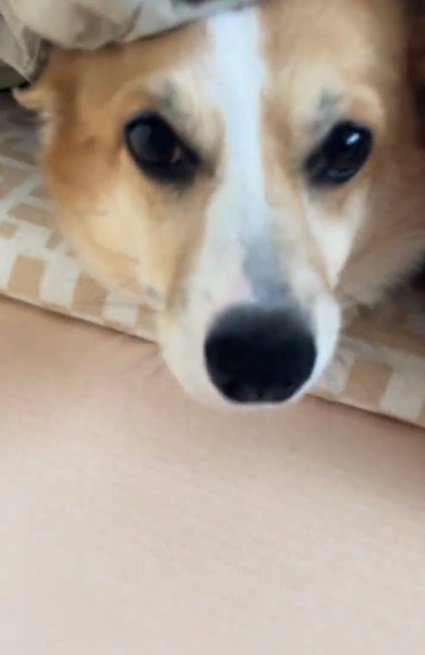 カメラ目線のラムちゃん