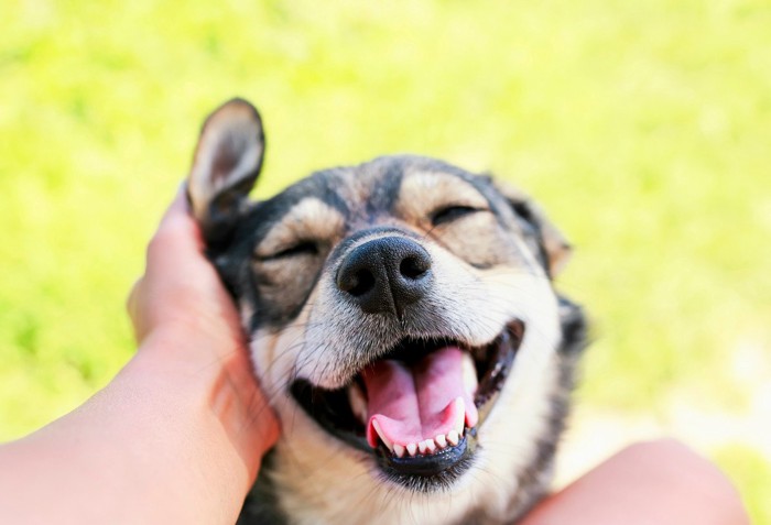 笑顔の犬