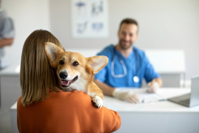 犬を動物病院へ連れて行く