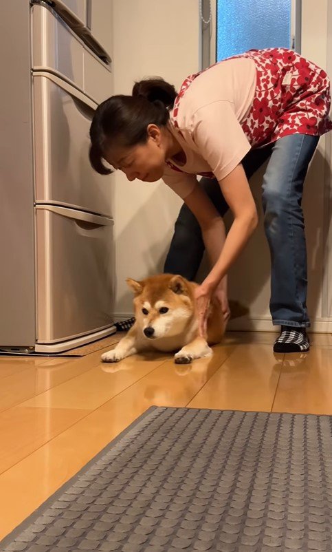 冷蔵庫の前に居座る茶々丸ちゃん9