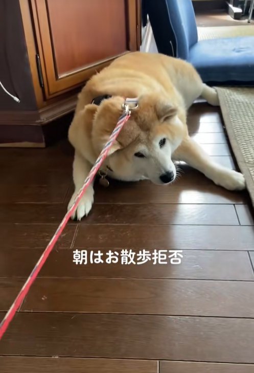 散歩を拒否する柴犬