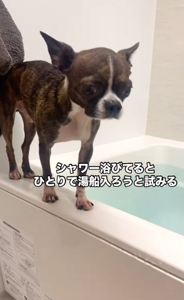 浴槽の縁に立つ犬