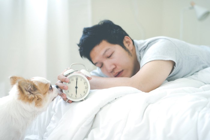 時計を持つ眠そうな人とチワワ