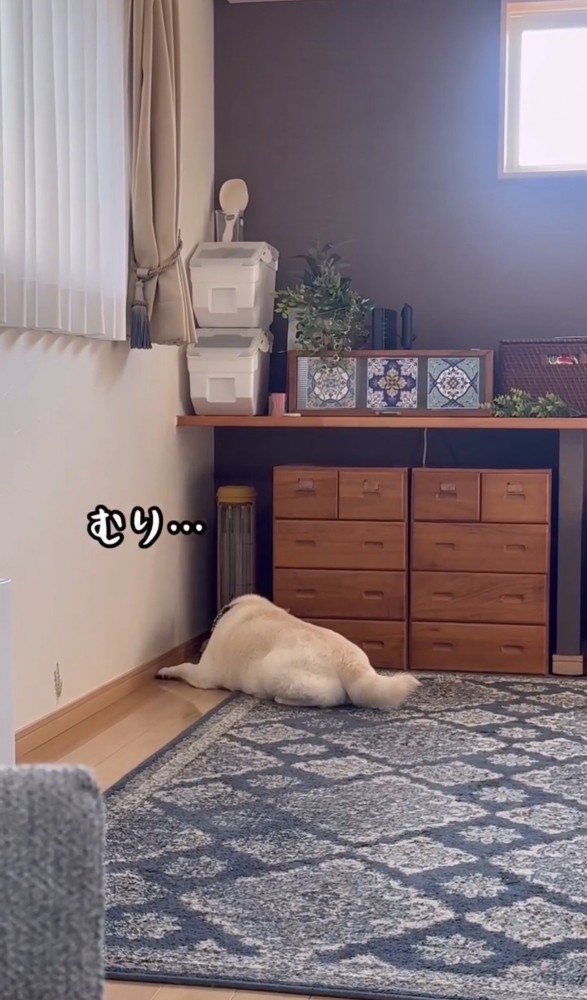 隅でうずくまる犬