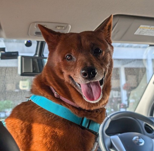 車内で振り返る犬