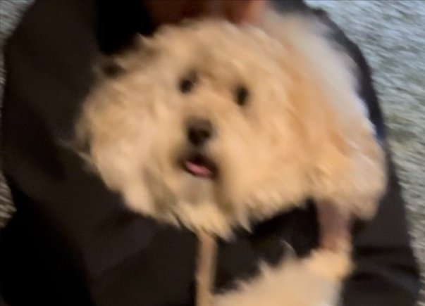 同じ犬