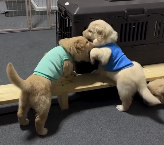 じゃれ合う子犬たち