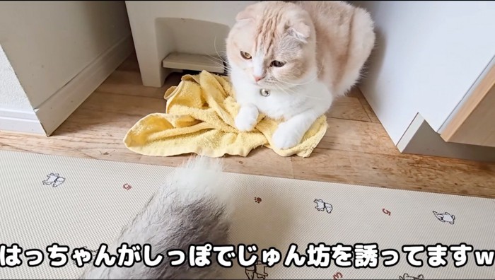 ハスキー犬の尻尾を眺める猫