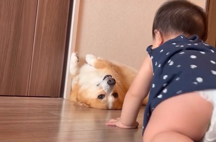 ハイハイを見守る犬