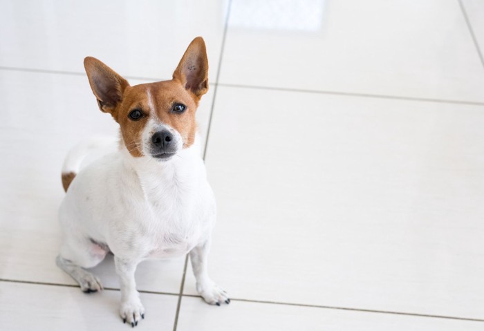 足元に座り飼い主を見つめる犬