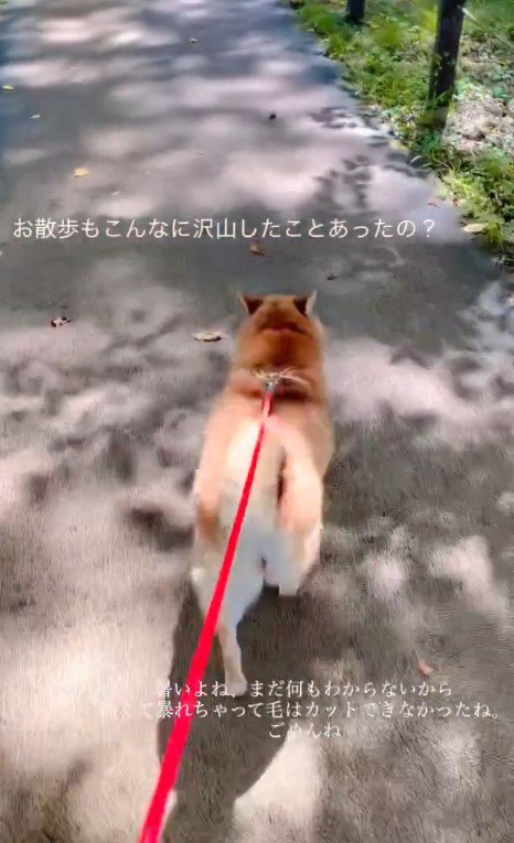 歩くのが大好き