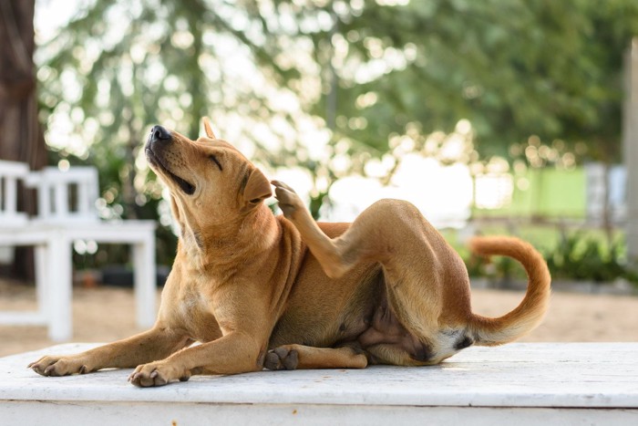 体を搔いている犬