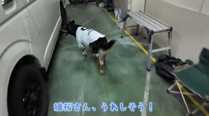 車に向かう犬